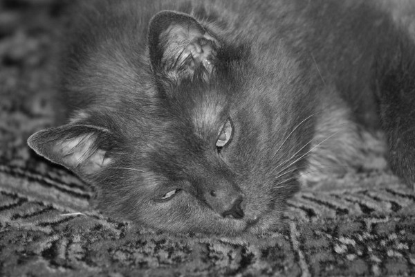 Gattone Sonnacchione.jpg