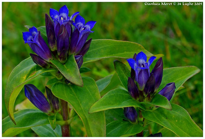 Gentiana-cruciata-gruppo.jpg