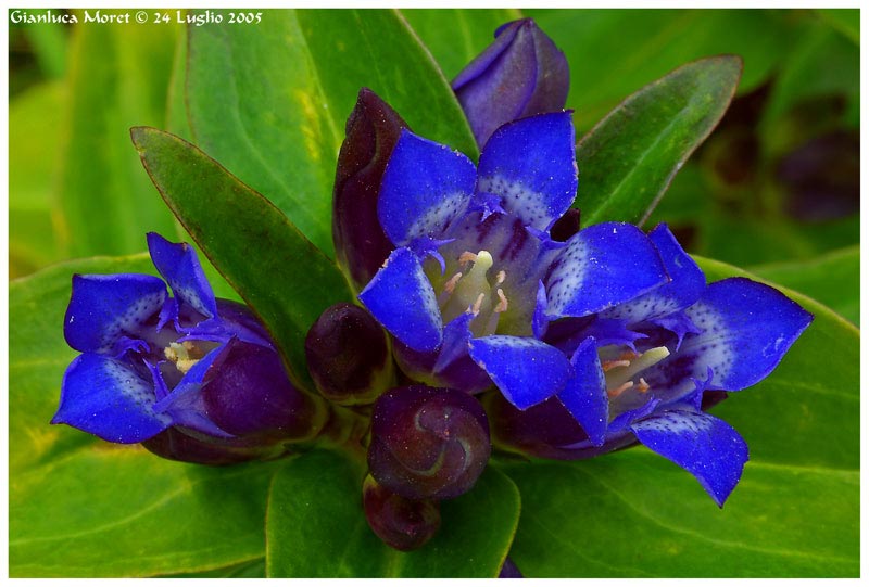 Gentiana-cruciata-ingr.1.jpg