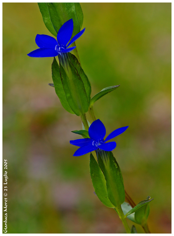Gentianella-ingr..jpg