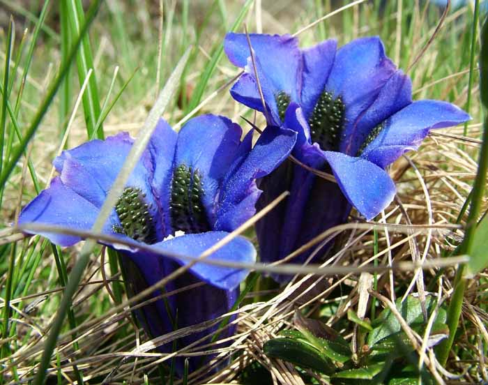Genziana.jpg