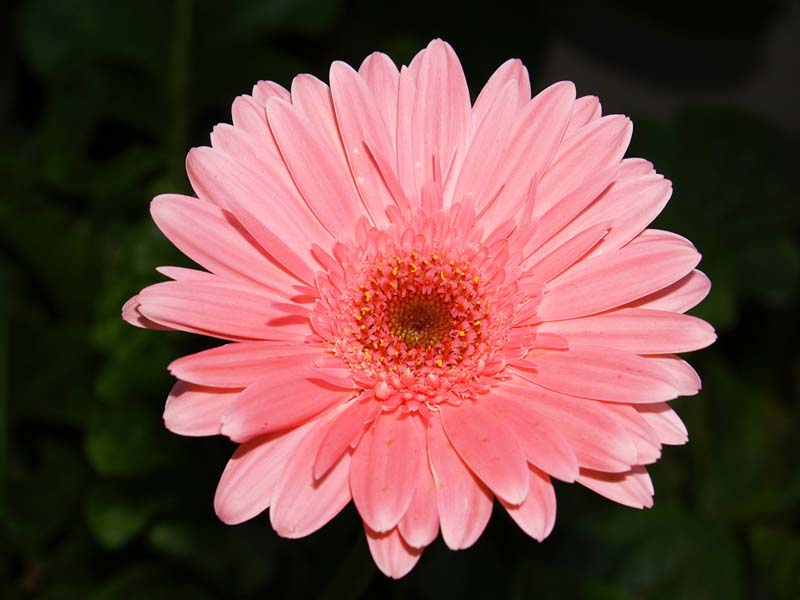 Gerbera_800x600.jpg