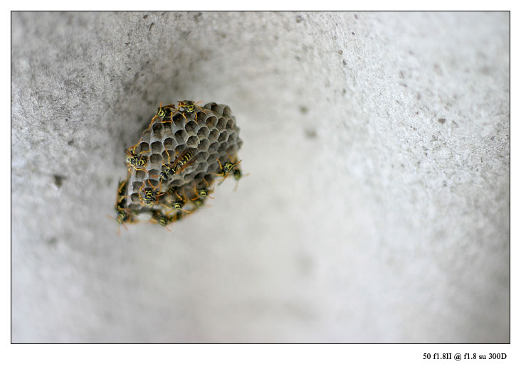 giocando_50f1.8_4.jpg
