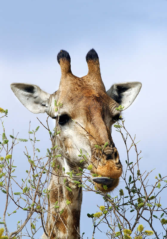 giraffa.jpg