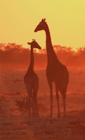 giraffe-al-tramonto-2..jpg