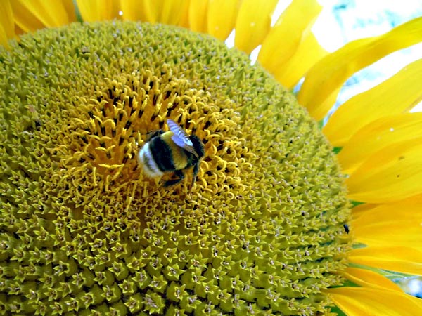 girasole-con-calabrone.jpg