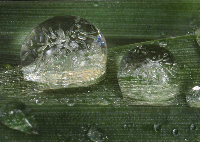 goccia-2.jpg