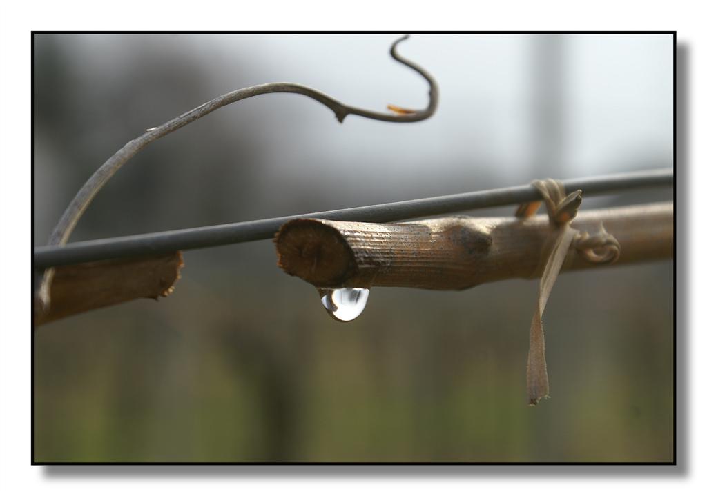 goccia05 (Large).jpg