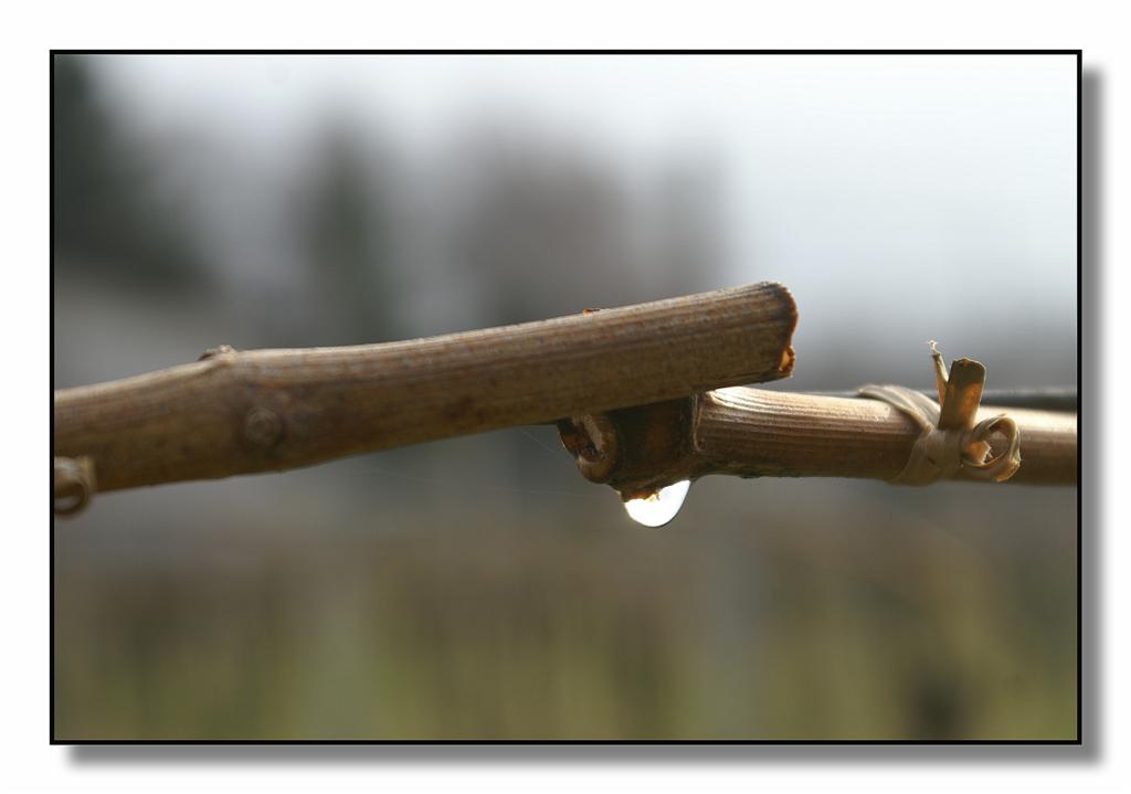 goccia08 (Large).jpg