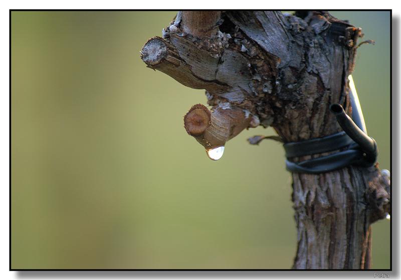 goccie3 (Medium).jpg