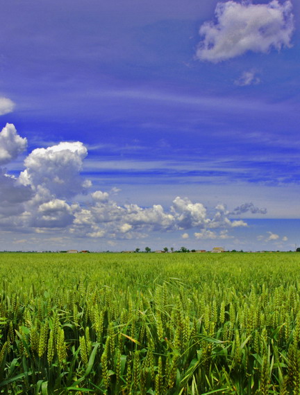 Grano002.jpg