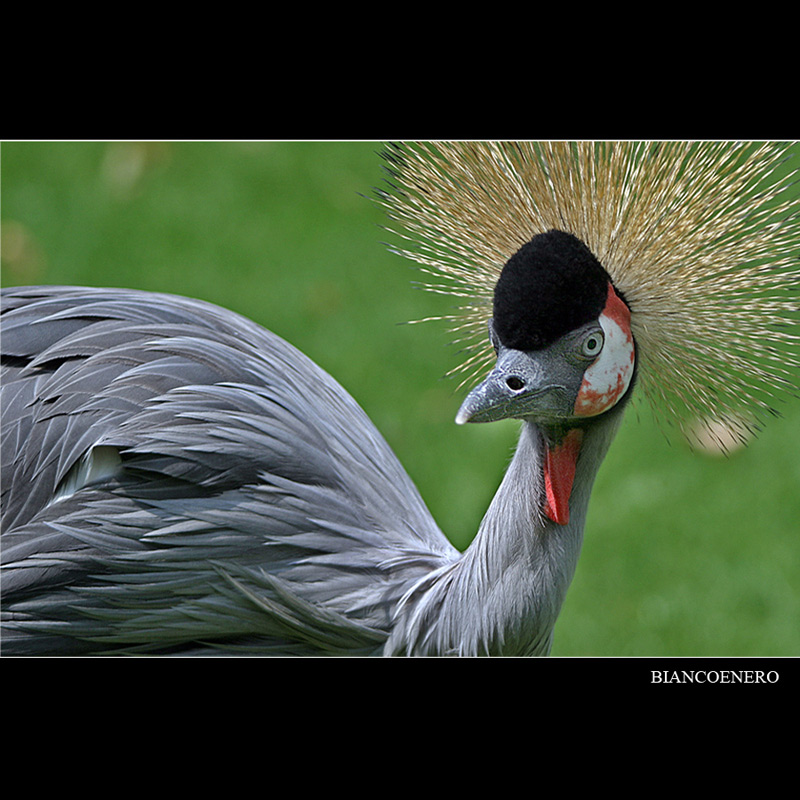 GRU-CORONATA.jpg
