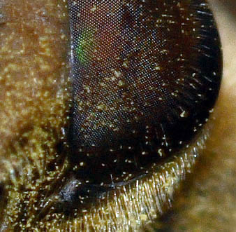 guardami-crop.jpg