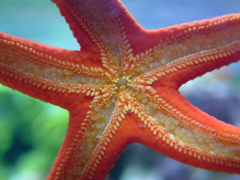 Hacelia attenuata - particolare bocca.jpg