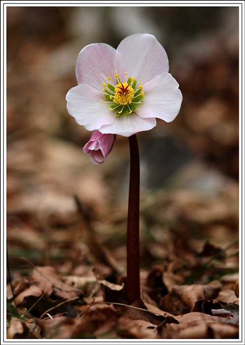 Helleborus-niger+87.jpg