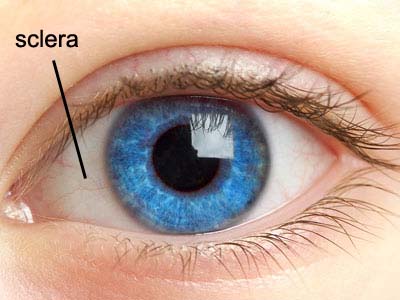 Human-Eye-Parts-Sclera.jpg
