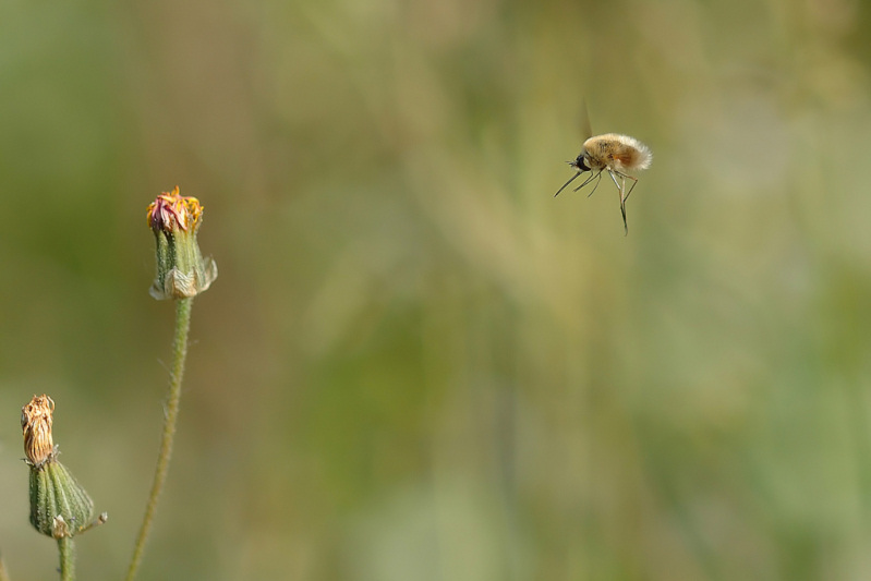 I Diaframma f 3.5 - Esposizione 1-1600.jpg