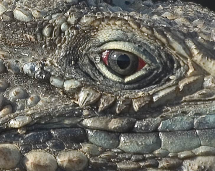Iguana-1a1.jpg