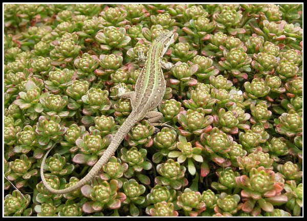iguana o lucertola con cornice.jpg