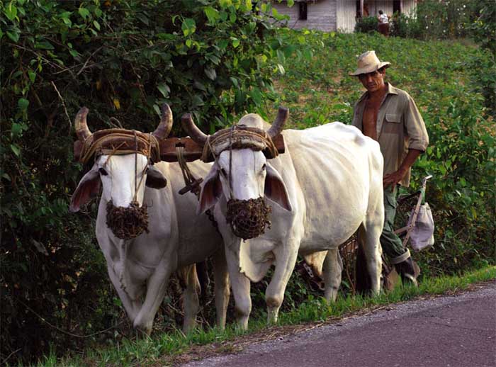 il contadino e i buoi.jpg