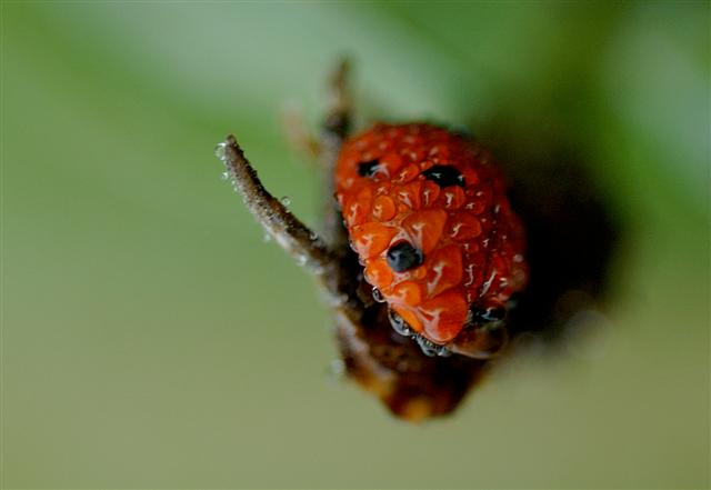 Il maggiolino (Small).jpg