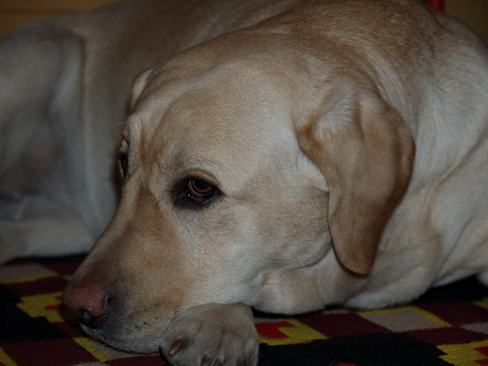 Il mio cane INDY.jpg