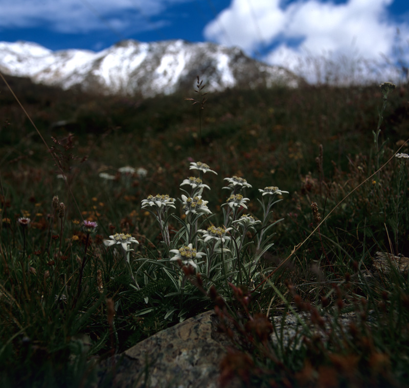 Image2a.jpg