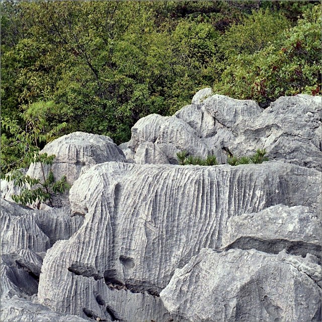img453x 600.jpg