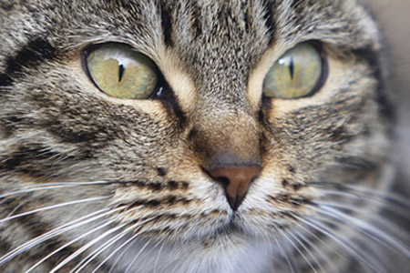img_0987gatto2cutshort_212.jpg