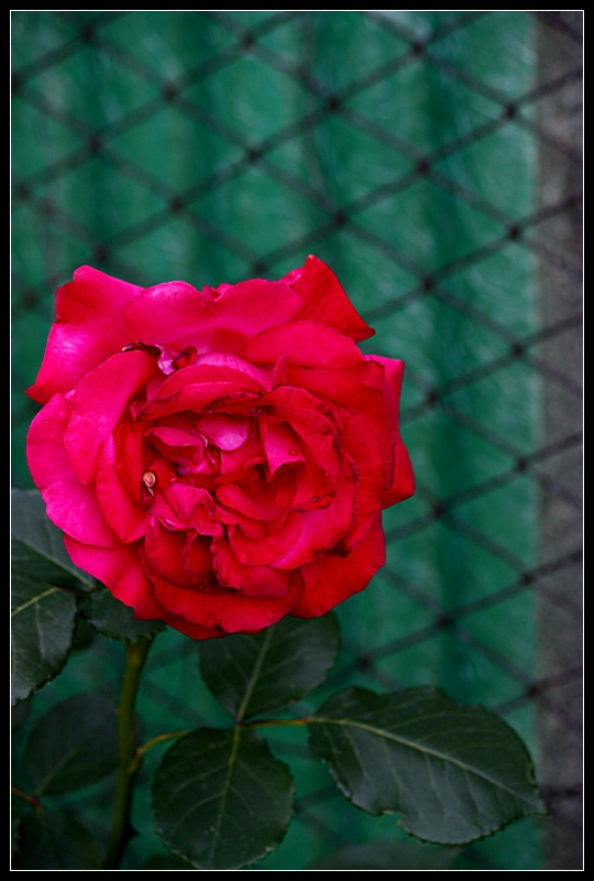IMG_2405_3.JPG