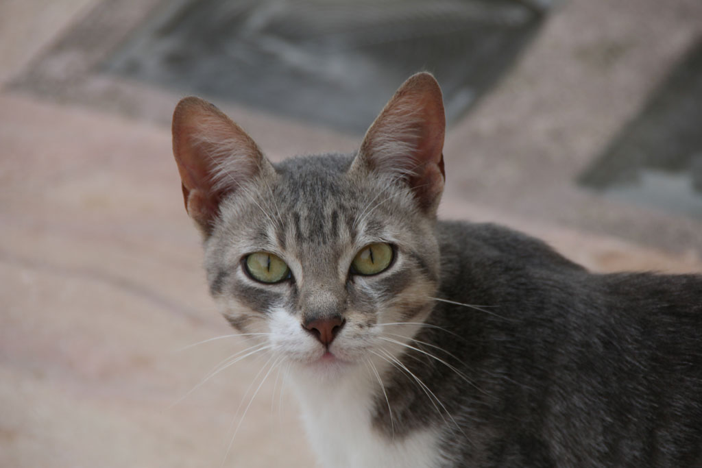 IMG_3406_lite.jpg