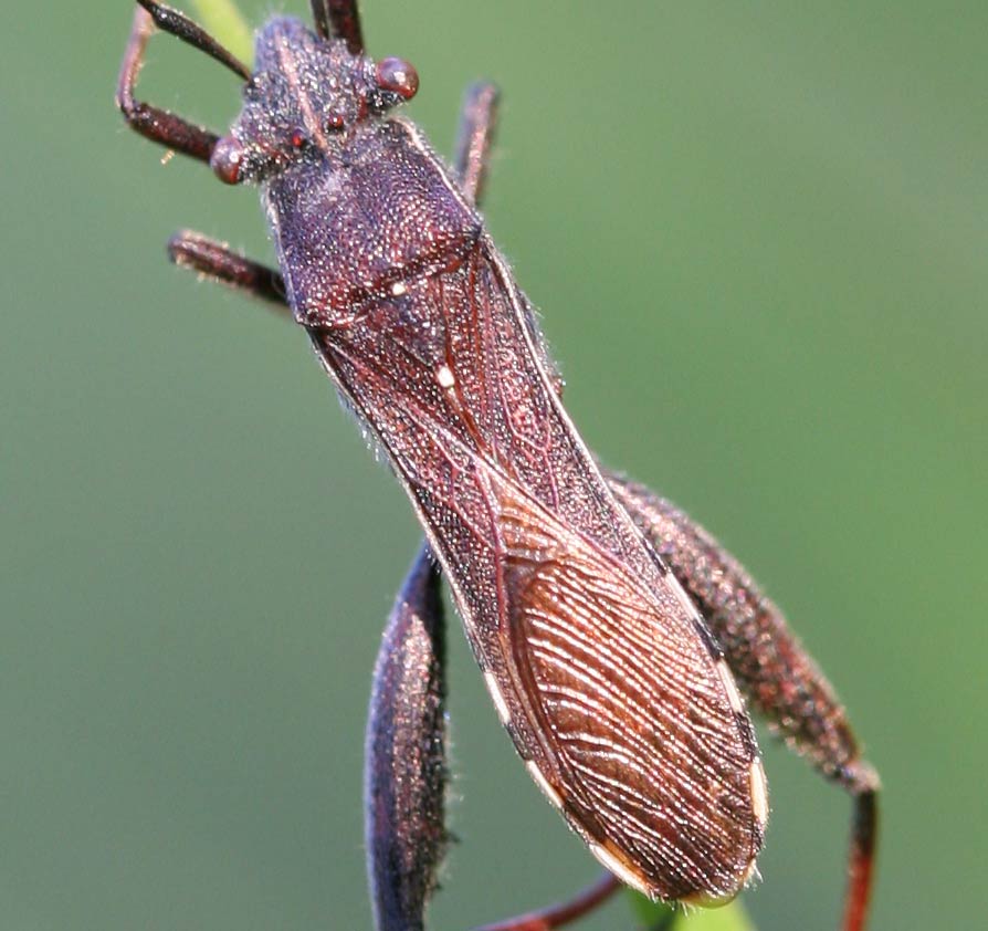 IMG_3588crop.jpg