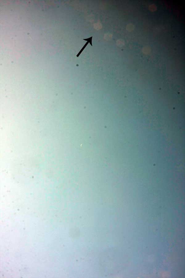 IMG_3990.jpg