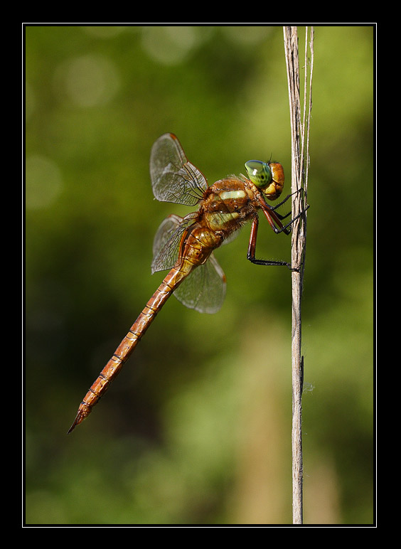 IMG_4014web.jpg