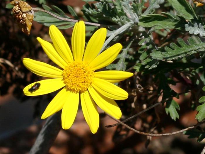 IMG_4529 (Medium) (2) (Custom).JPG