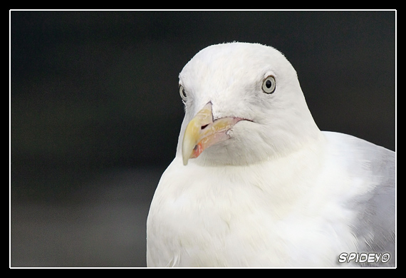 IMG_5464 copia.jpg