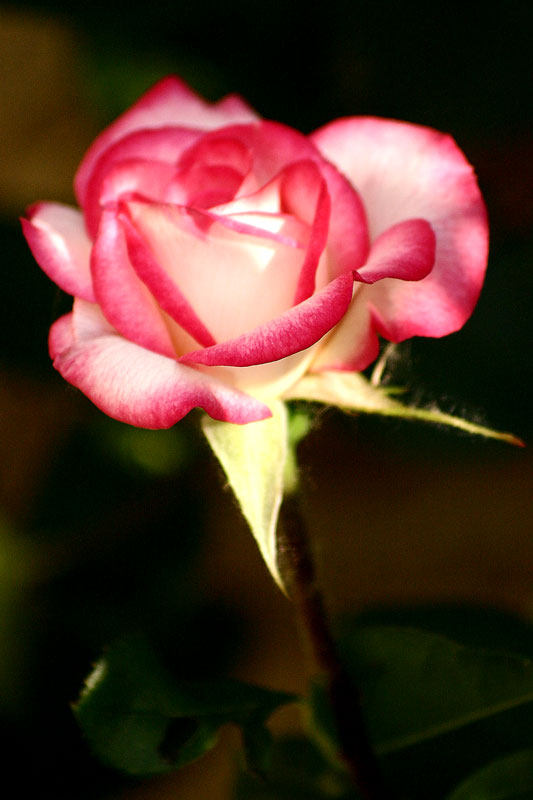 IMG_5583.jpg
