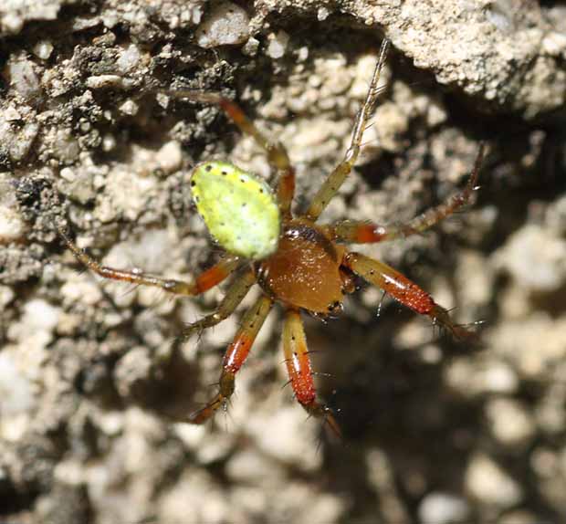 IMG_5595-SPIDER3-620.jpg