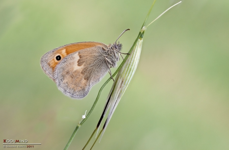 IMG_6124bisL-Coenonympha-pamphilus.jpg
