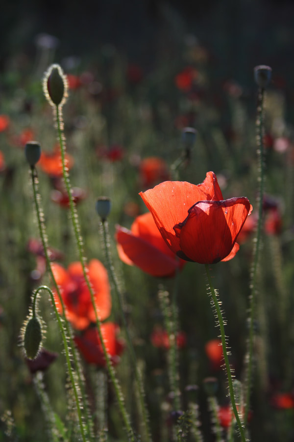 IMG_9079-web.jpg
