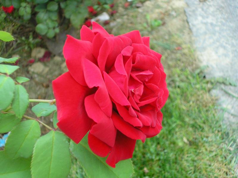 Immagine 023.jpg