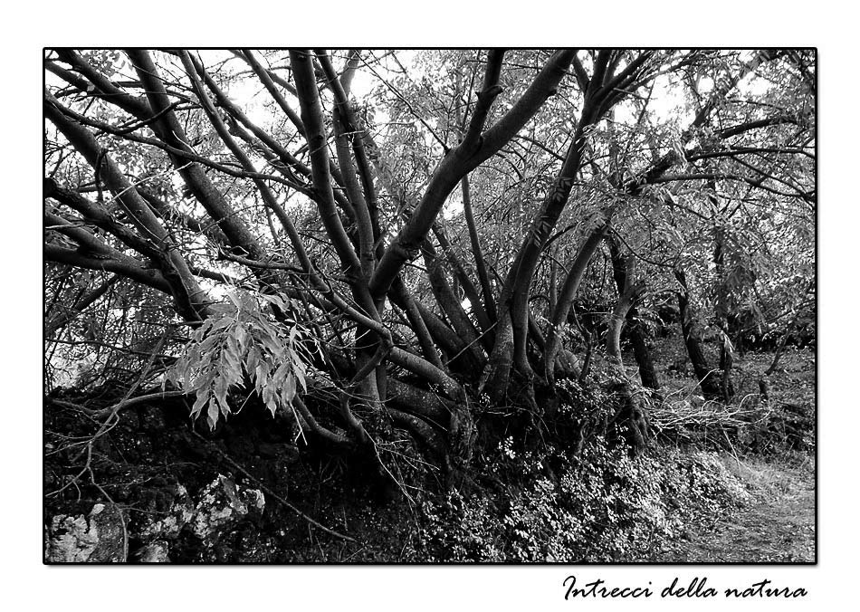 Intrecci-della-natura-BW.jpg
