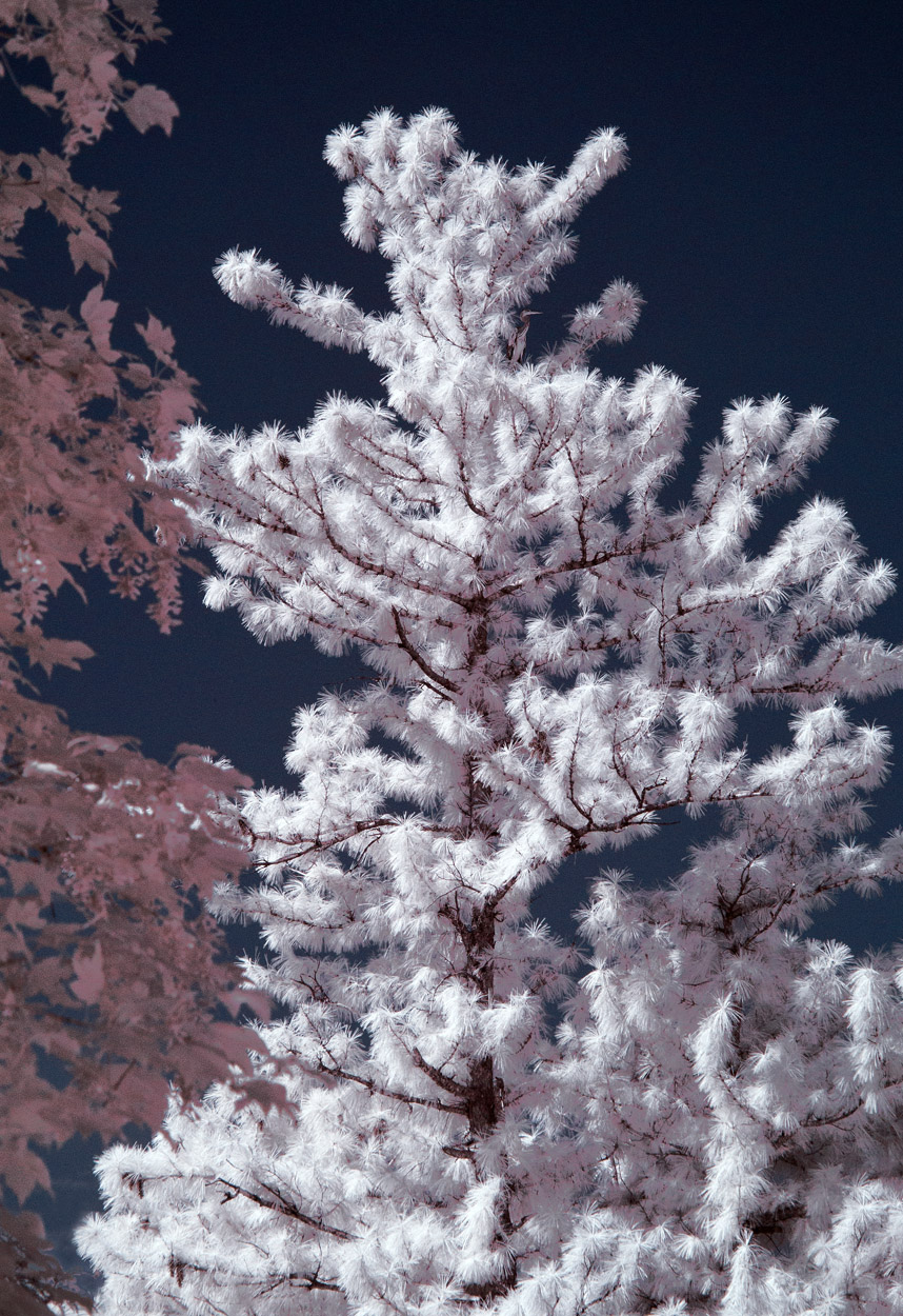 IR0_0372RITweb.jpg