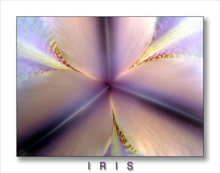 iris.jpg