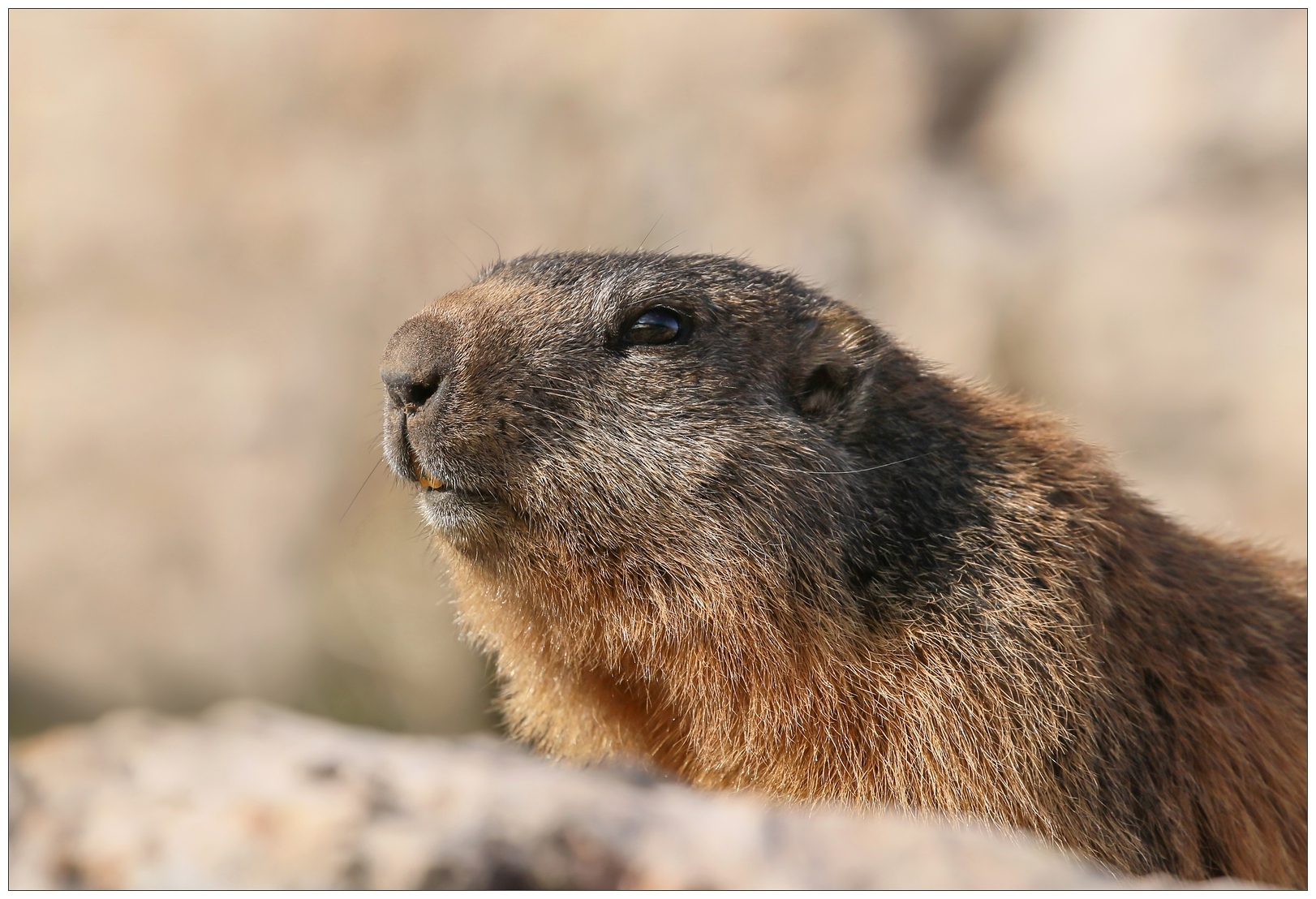 Ivo-7D_49128 + primo piano marmotta.jpg