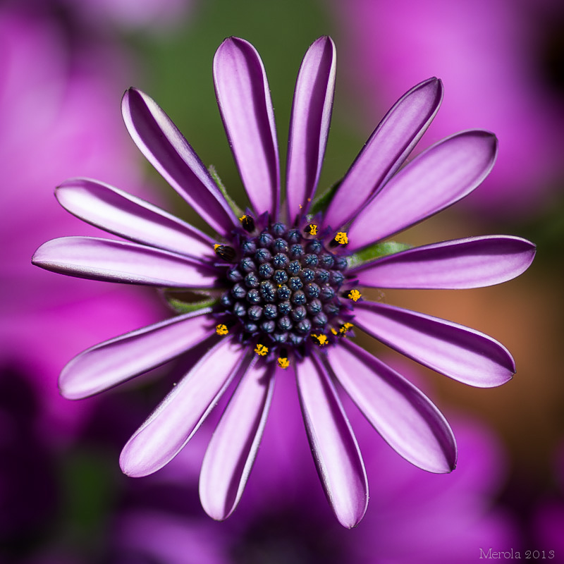 K5__4739-2.JPG