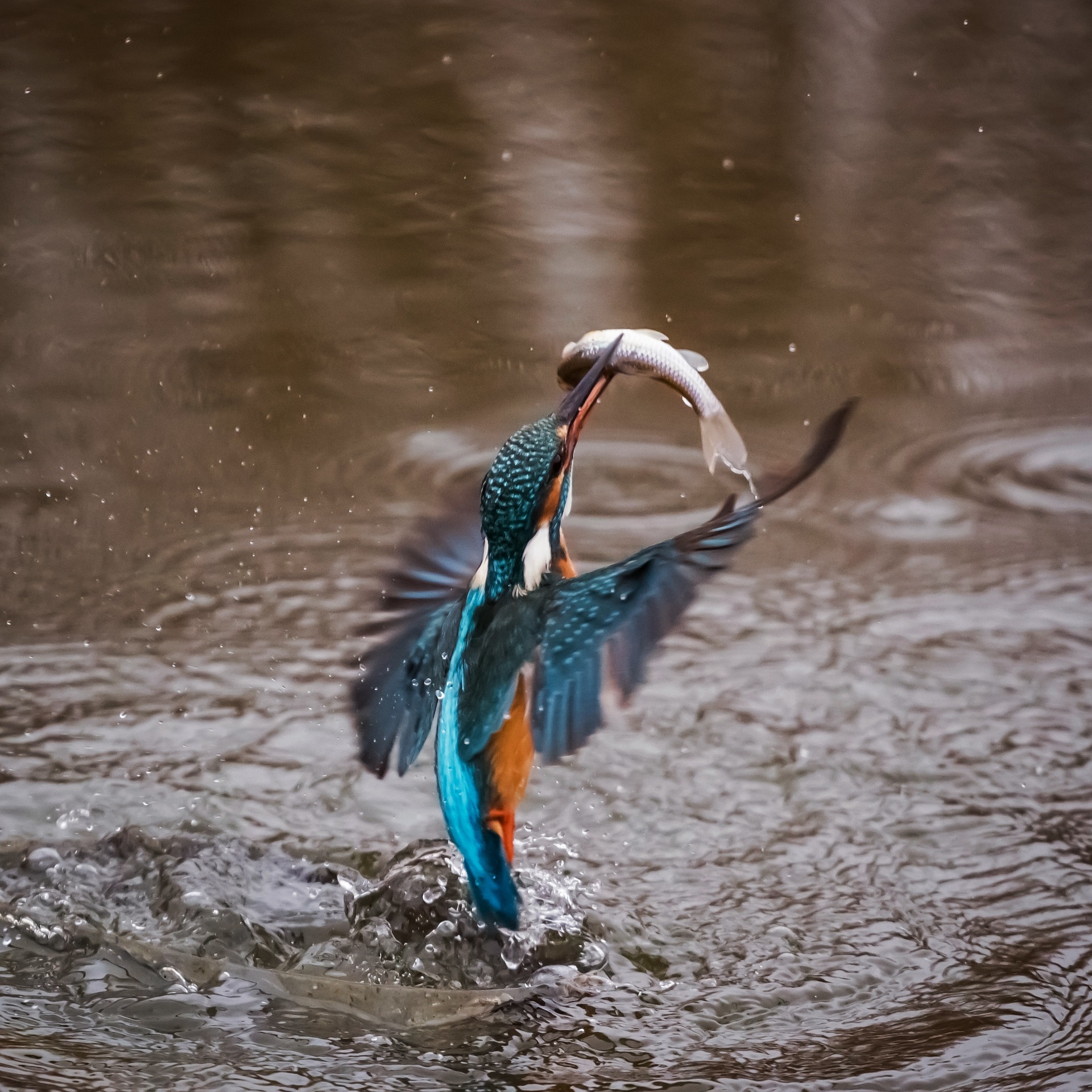 kingfisher-1068480_1920.jpg