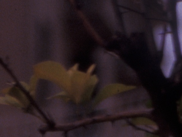 Kodak Elitechrome 100 - 30 - Crop.jpg