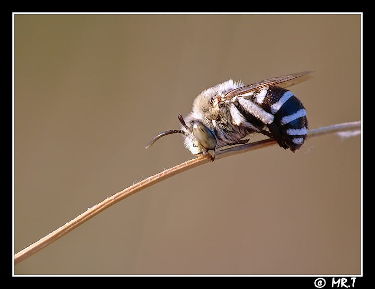 L'apella addormentata.jpg