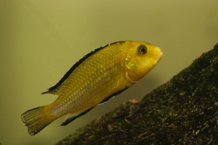 Labidochromis_2.jpg